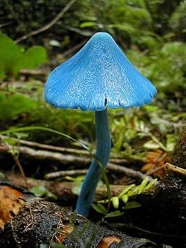 Sky Blue Mushroom Seeds for Planting - 100 pcs